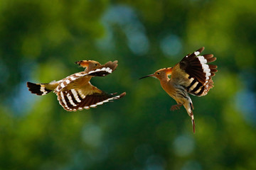 Birds fight fly, Hoopoe, Upupa epops, nice orange bird with in the green forest habitat, Bulgaria. Beautiful bird in the nature, wildlife Europe. Two birds flight, animal behaviour in summer.