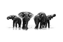 Black And White Art Photo Of African Elephant, Heard Near The Water, Big Tusker From Front View Drinking Water With Lift Up Trunk. Wildlife Artistic Scene From Nature, Etosha NP, Namibia, Africa.