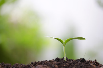 Young green sapling planting with water drop dew