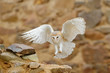 Barn owl, Tyto alba, with nice wings, landing on stone wall, light bird flying in the old castle, animal in the urban habitat. Wildlife scene from nature.