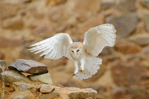 Barn Owl Tyto Alba With Nice Wings Landing On Stone Wall Light