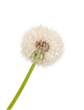 Fototapeta  - Fluffy dandelion on white background
