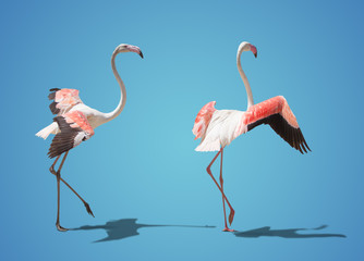 Wall Mural - beautiful pink flamingo posing. on blue background