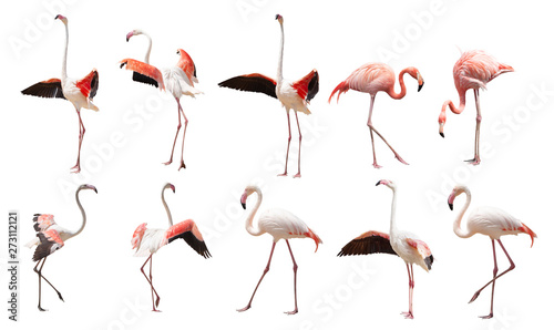 a large set of flamingos isolated on a white background in various poses Wallpaper Mural