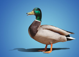 Wall Mural - one beautiful duck isolated on color background