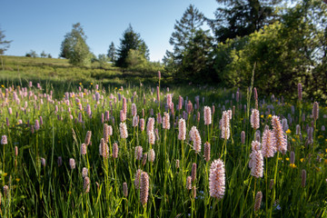 Wall Mural - Prairie en montagne au printemps