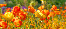 Summer Feeling: Detailed Close-up Of Beautiful Yellow And Orange Poppy Blossoms; Palatinate In Germany.