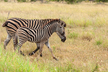 zebre mammal of the kruger national park reserves and parks of south africa