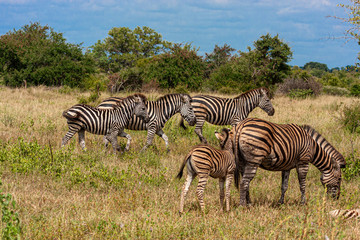 zebras national park reserves and parks of south africa