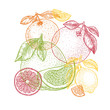 © Maria - Various citrus design template. Engraved style illustration. Orange, lemon, tangerine, pomelo, grapefruit. Vector illustration