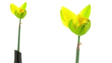 Timelapse Of Yellow Daffodil Flower Blooming On A White Background View With Vase And Close Up