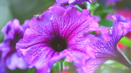 Wall Mural - Petunia. Blooming Petunia flowers in a garden closeup. Beautiful purple Petunia bells. Slow motion. 3840X2160 4K UHD video footage