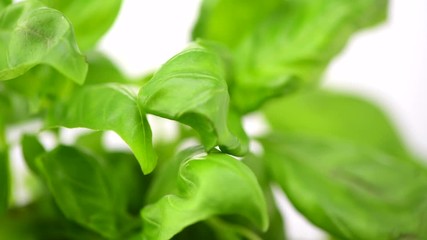 Wall Mural - Basil. Fresh basil leaves over white background. Closeup of  Basil plant, cooking ingredient. Rotation. 4K UHD video footage. 3840X2160