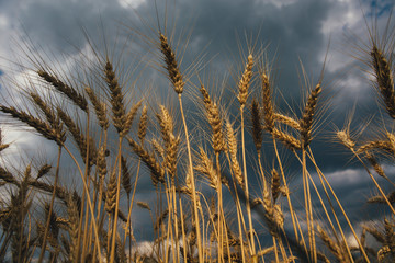 Landscape of wheat field at sunset after rain.