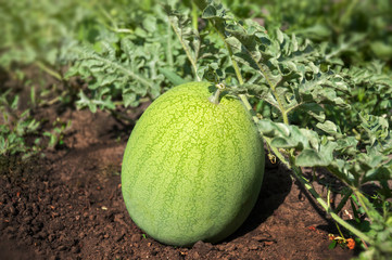 Wall Mural - The young fruit of watermelon growing on the field.