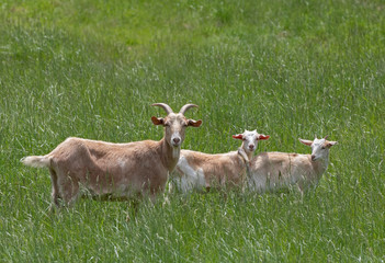 Wall Mural - Goat female and baby goats grazing in a green grass field in Canada