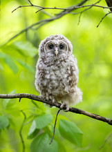 Barred Owl Owlet Perched Against A Green Background On A Branch In The Forest In Canada