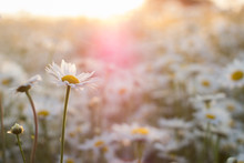 Marguerite Daisies On Meadow At Sunset. Spring Flower.