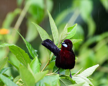 Tropical Silver-beaked Tanager, Bird Bathing In The Rain With Water Droplets On His Feathers