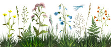 Meadow Wild Herbs And Flowers On White Background. Wildflowers. Floral Background. Wild Grass. Vector Illustration.