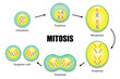 Diagram of Mitosis vector ESP10