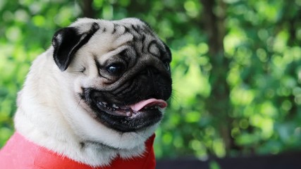 Sticker - Happy dog pug breed smile with funny face on green grass in garden,Purebred pug dog healthy Concept