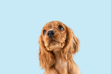 Looking so sweet and full of hope. English cocker spaniel young dog is posing. Cute playful braun doggy or pet is sitting isolated on blue background. Concept of motion, action, movement.