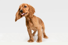 Pure Youth Crazy. English Cocker Spaniel Young Dog Is Posing. Cute Playful White-braun Doggy Or Pet Is Playing And Looking Happy Isolated On White Background. Concept Of Motion, Action, Movement.