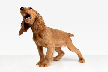 Pure youth crazy. English cocker spaniel young dog is posing. Cute playful white-braun doggy or pet is playing and looking happy isolated on white background. Concept of motion, action, movement.