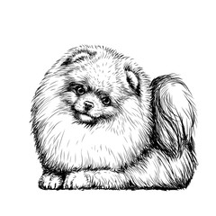 Wall Mural - pomeranian / small german spitz dog. sticker on the wall in the form of a graphic hand-drawn sketch 