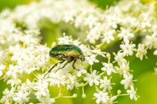 The Green-yellow Beetle