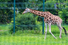 Rothschild's Giraffe Or Giraffa Camelopardalis Rothschildi Walks In Captivity