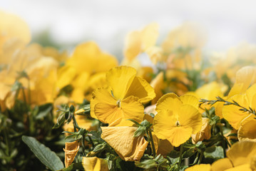 Wall Mural - blossoming pansies flowers