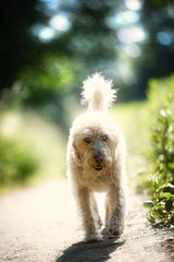 Wall Mural - The Golden Labradoodle