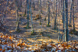 Fototapeta Krajobraz - winter or autumn season. the leaves dry up, turn brown and fall from the trees to the ground. panorama with warm and romantic colors