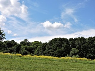 Sticker - trees  in a field and blue sky