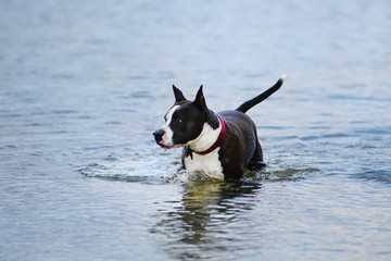  Dog standing in blue lake waters. Happy american staffordshire terrier having fun in summer river.