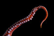 © Cavan Images - Great Pacific Octopus Tentacle on Black background