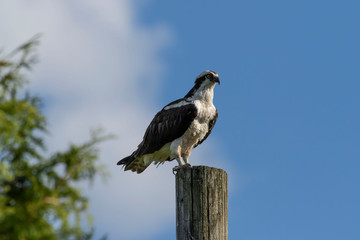 Canvas Print - Western osprey  (Pandion haliaetus) sitting on a wooden pole