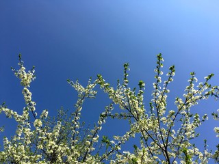 Blooming plum-tree branch covered with white flowers on blue bright sky background. Plum tree closeup. Spring white flowers.