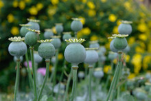 Close Up Of Green Opium Poppy Head Capsules. Papaver Somniferum.