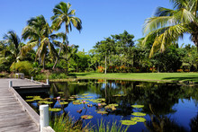 Naples, Florida, United States Botanical Garden With Water Feature Pond Decorative Walkway With Tropical Palm Trees And Water Lillies   
