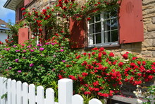 Dekorative Rosensträucher Als Eingrünung An Der Fassade Einer älteren Sandstein-Villa