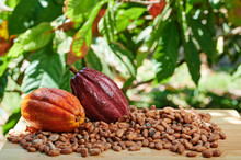 Colorful Raw Cacao Fruits