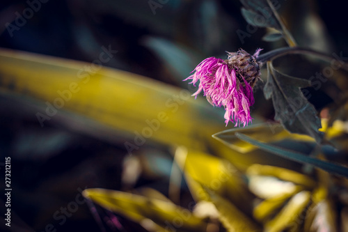 Fotografía a drooping flower in the grass is bent from sadness and longing during a drought