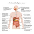 Functions of the digestive organs 
