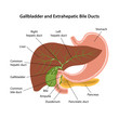Gallbladder and extrahepatic bile ducts. Circulation of bile