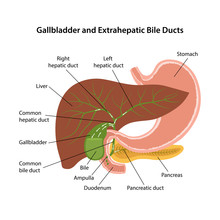 Gallbladder And Extrahepatic Bile Ducts. Circulation Of Bile
