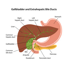 Wall Mural - Gallbladder and extrahepatic bile ducts. Circulation of bile