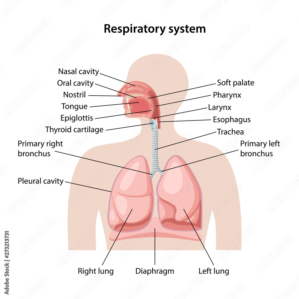 Human respiratory system - obrazy, fototapety, plakaty 